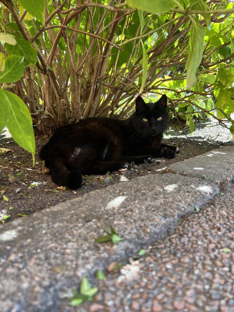 Kvarterskatten Naj
